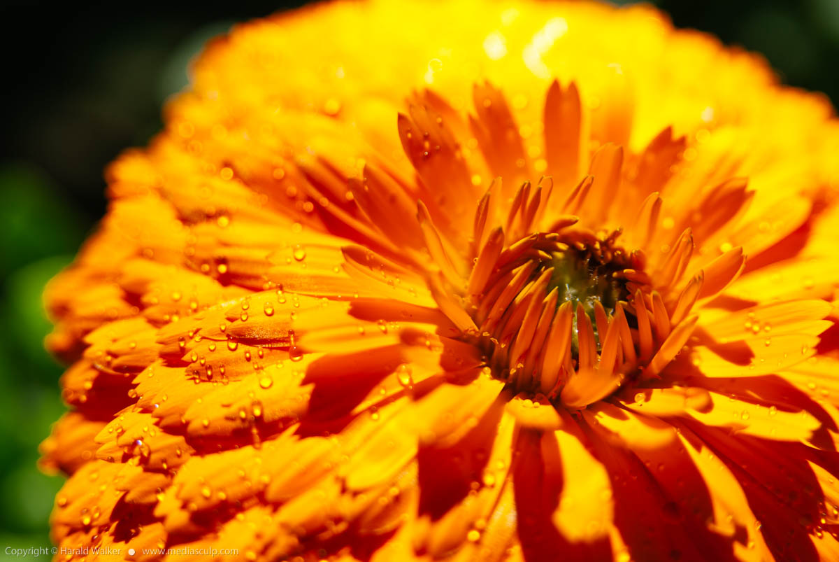 Stock photo of Pot Marigold (Calendula officinalis)