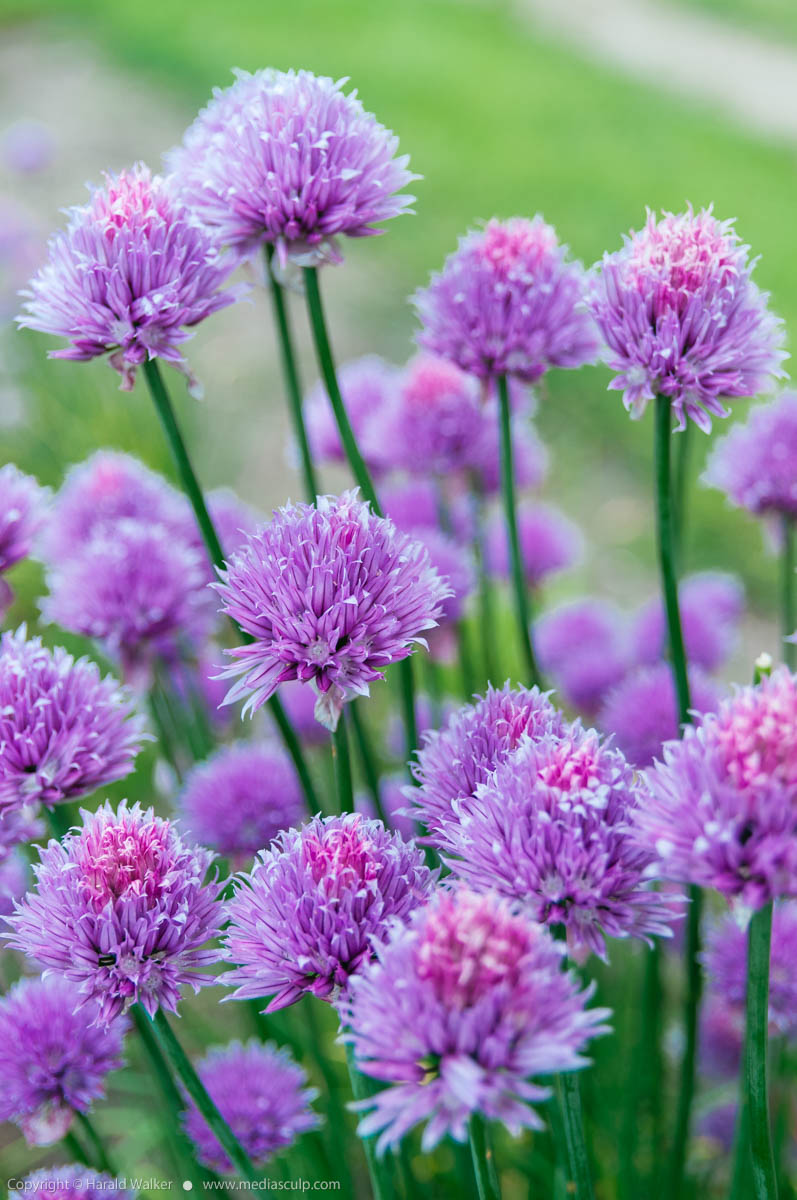 Stock photo of Chive blossoms