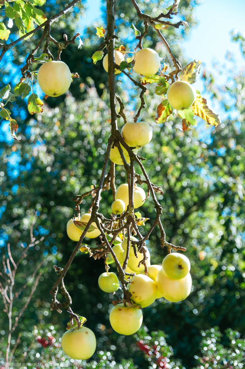 Stock photo of Branch with ripe apples