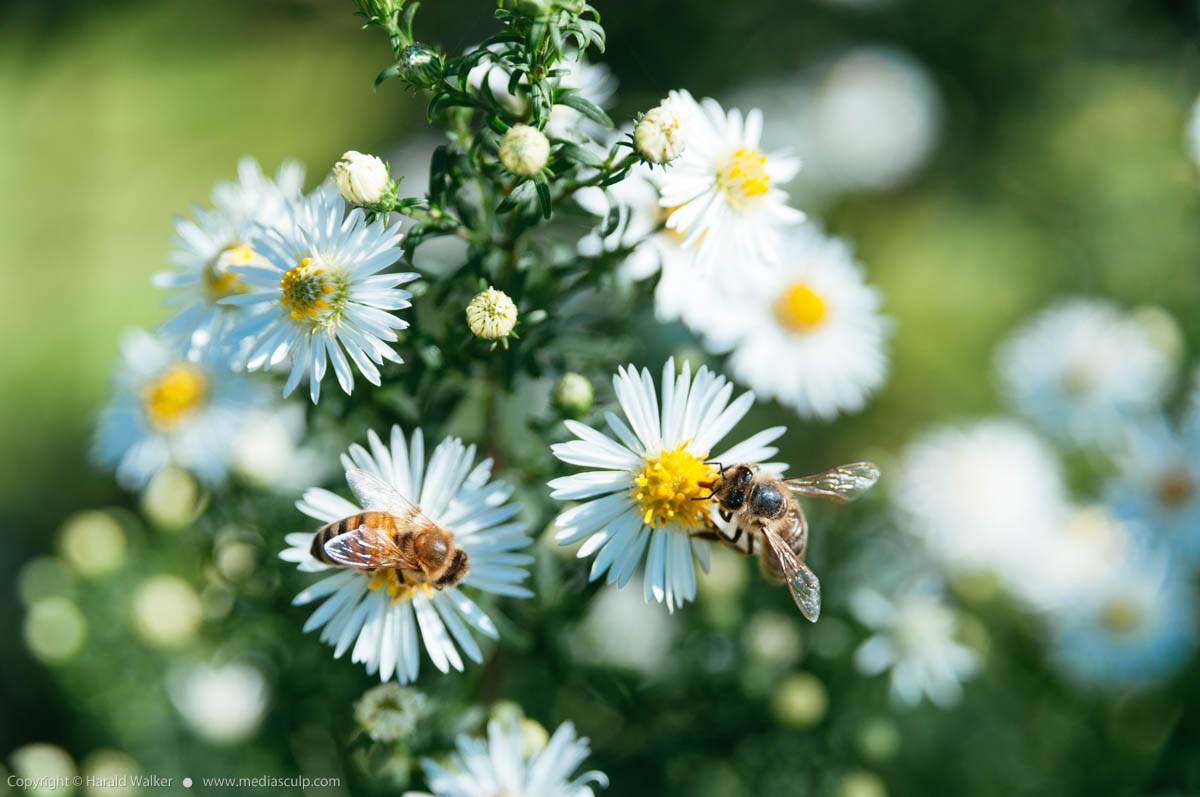 Stock photo of Aster flowers with wasps