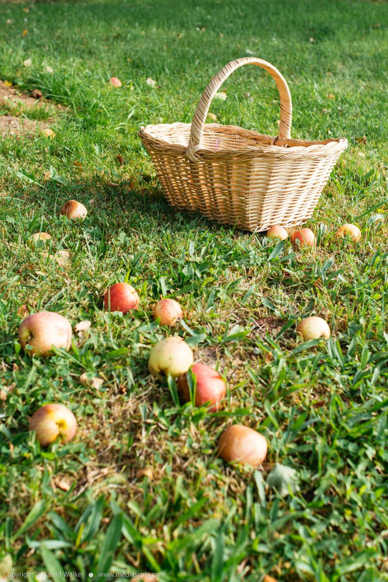 Stock photo of Windfall apples