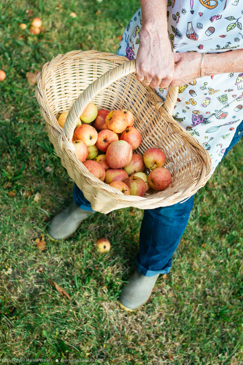 Stock photo of Collecting windfall apples
