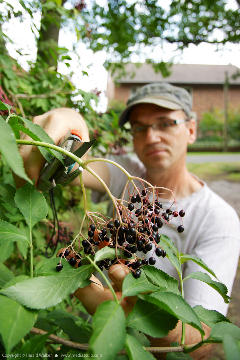 Stock photo of Harvesting elderberries