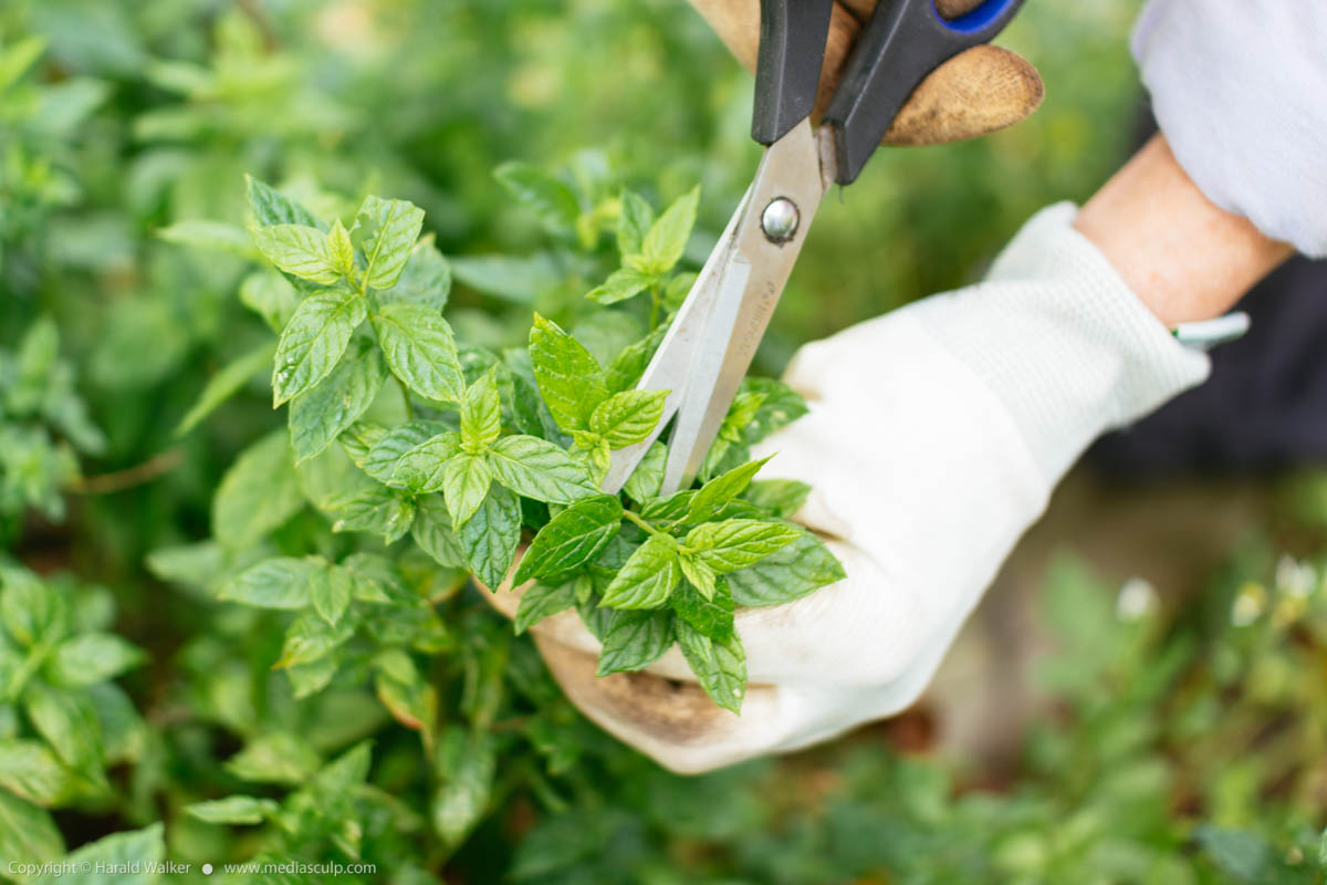 Stock photo of Harvesting peppermint