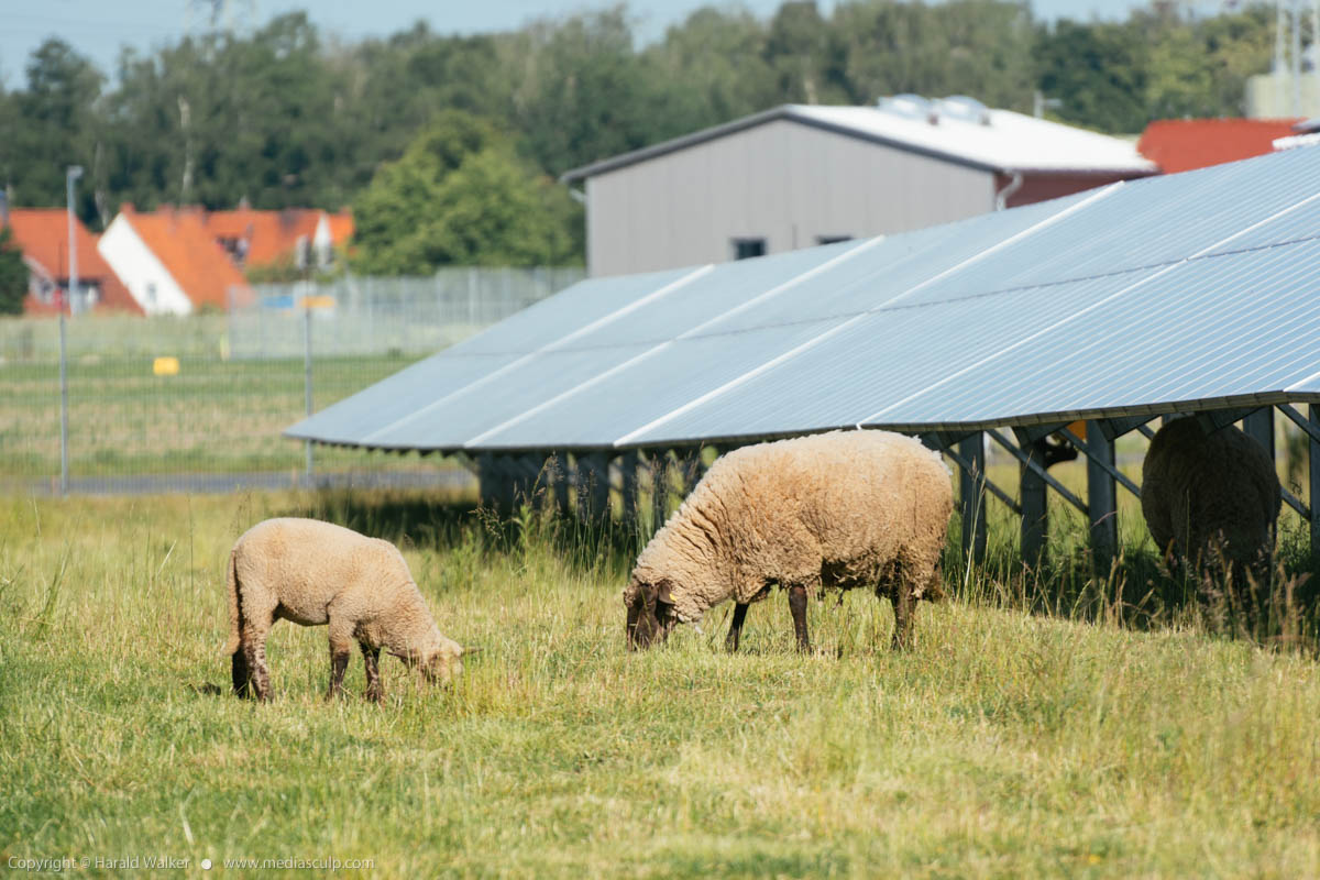 Stock photo of Sheep grazing between solar panels