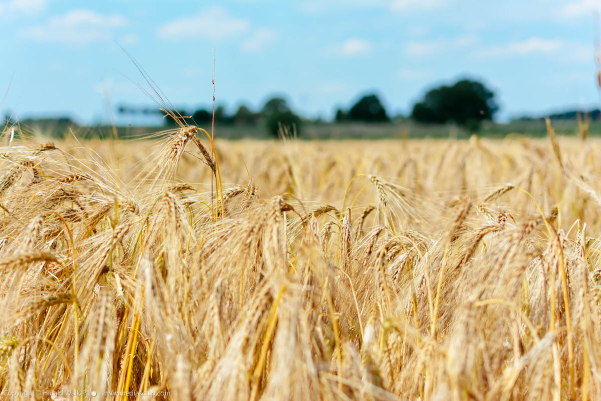 Stock photo of Ripe barley field