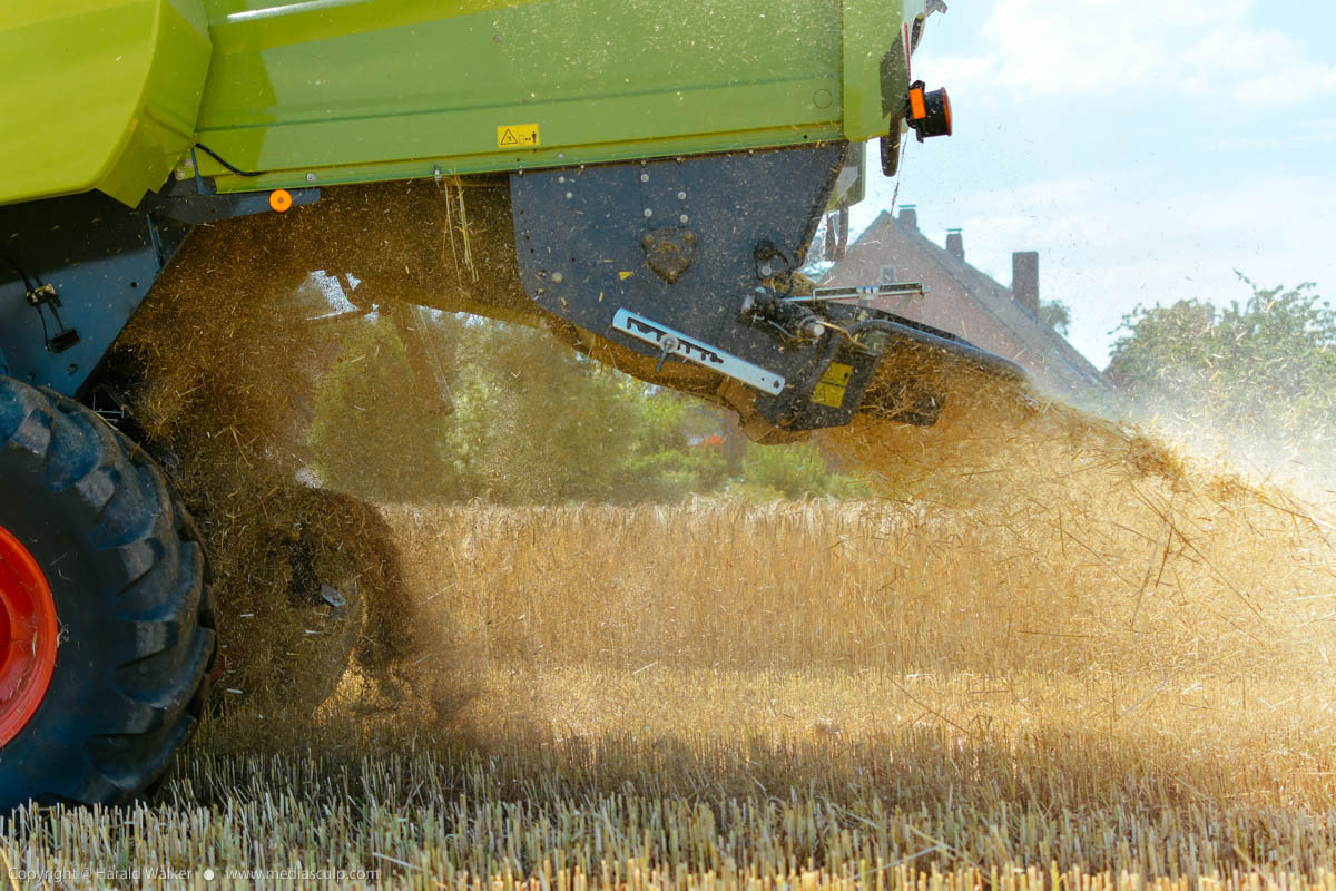 Stock photo of Barley harvest