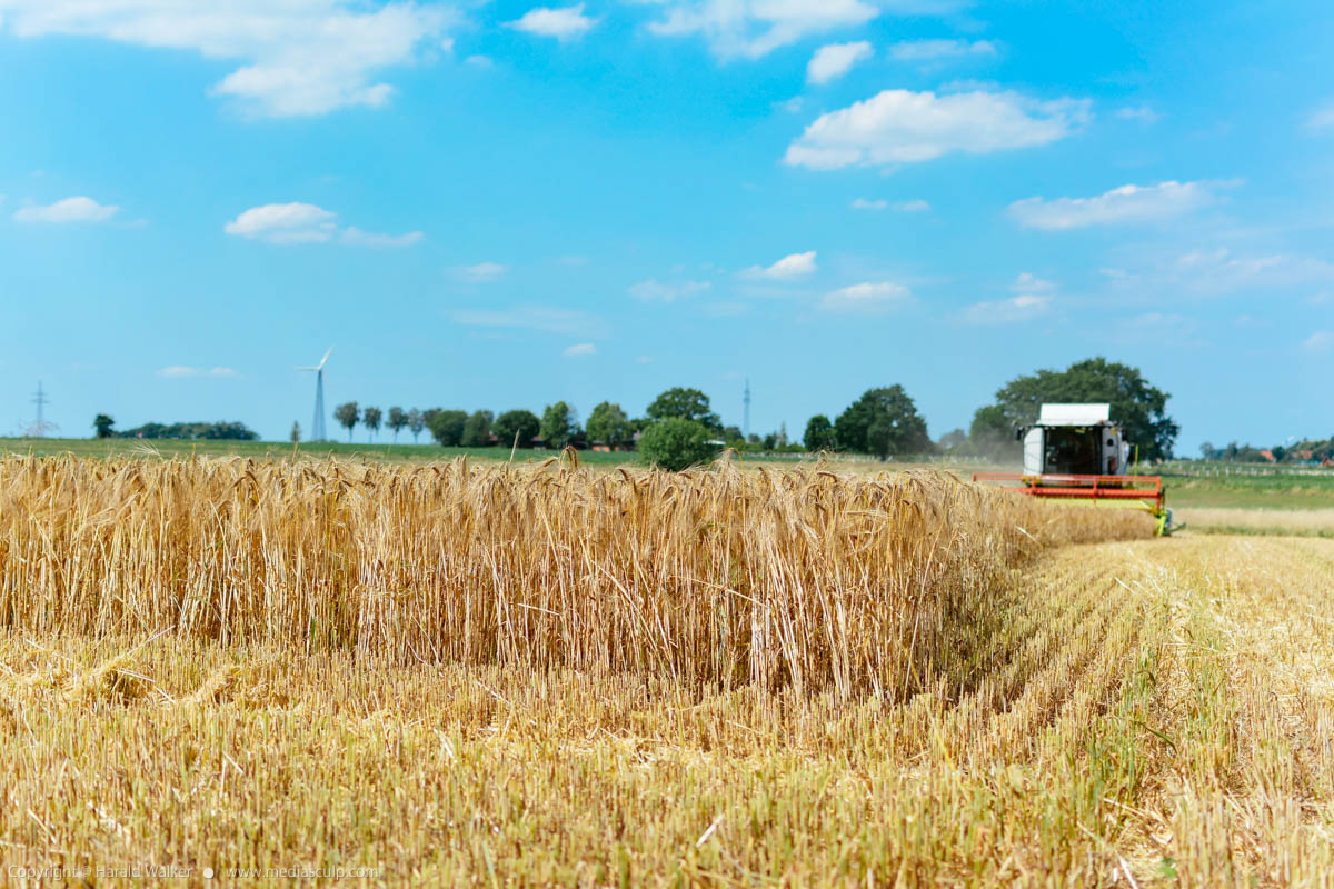 Stock photo of Harvesting a barley field
