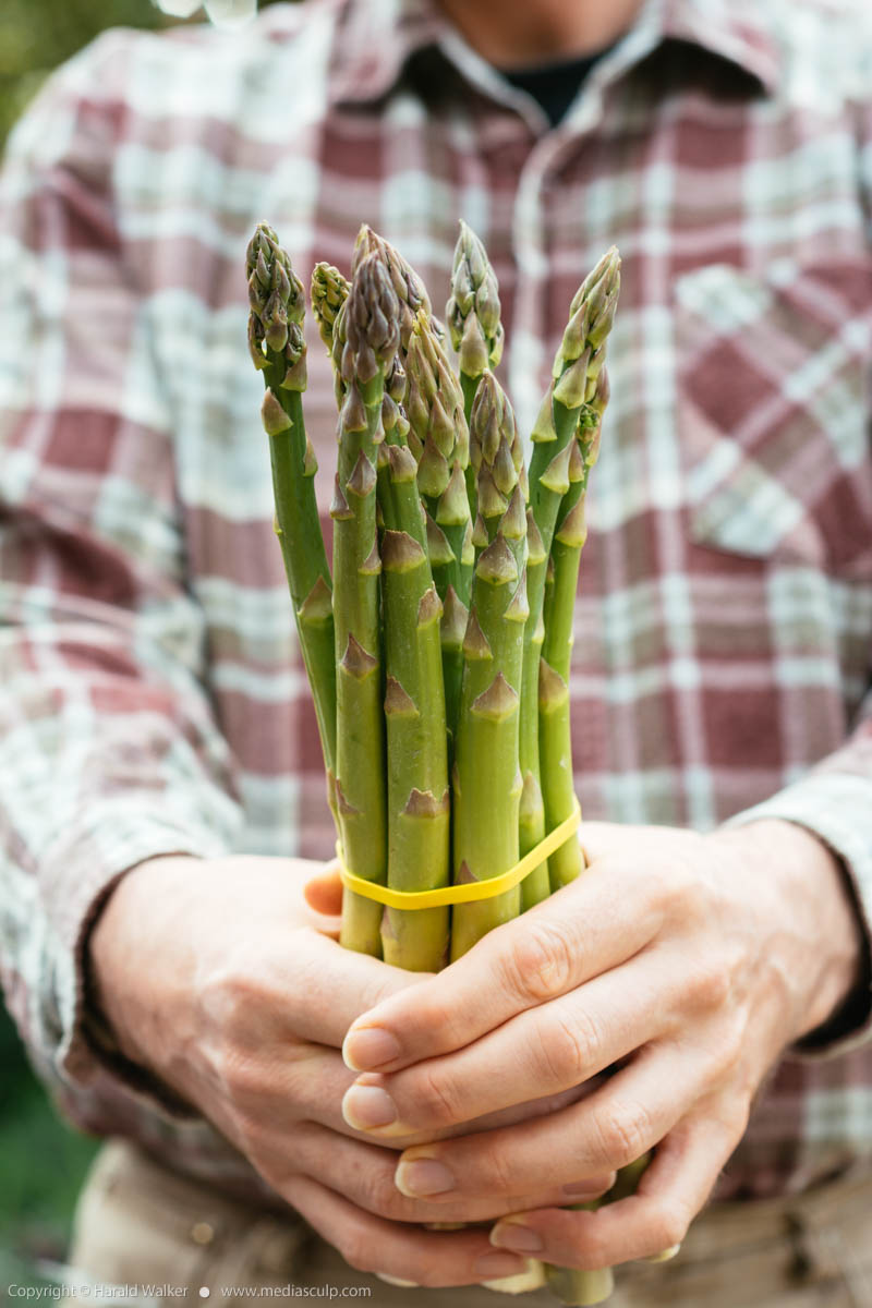 Stock photo of Bunch of Green asparagus