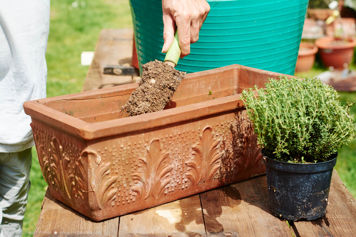 Stock photo of Filling planting container with soil