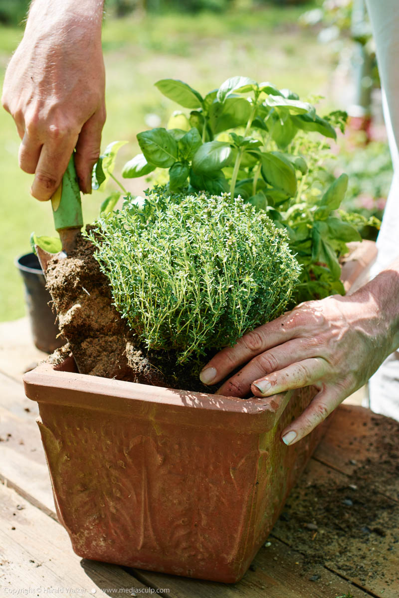 Stock photo of Planting thyme