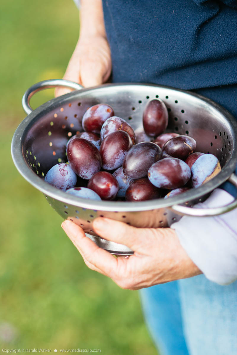 Stock photo of Harvested plums
