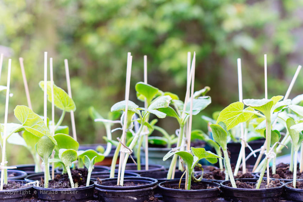 Stock photo of Squash seedlings