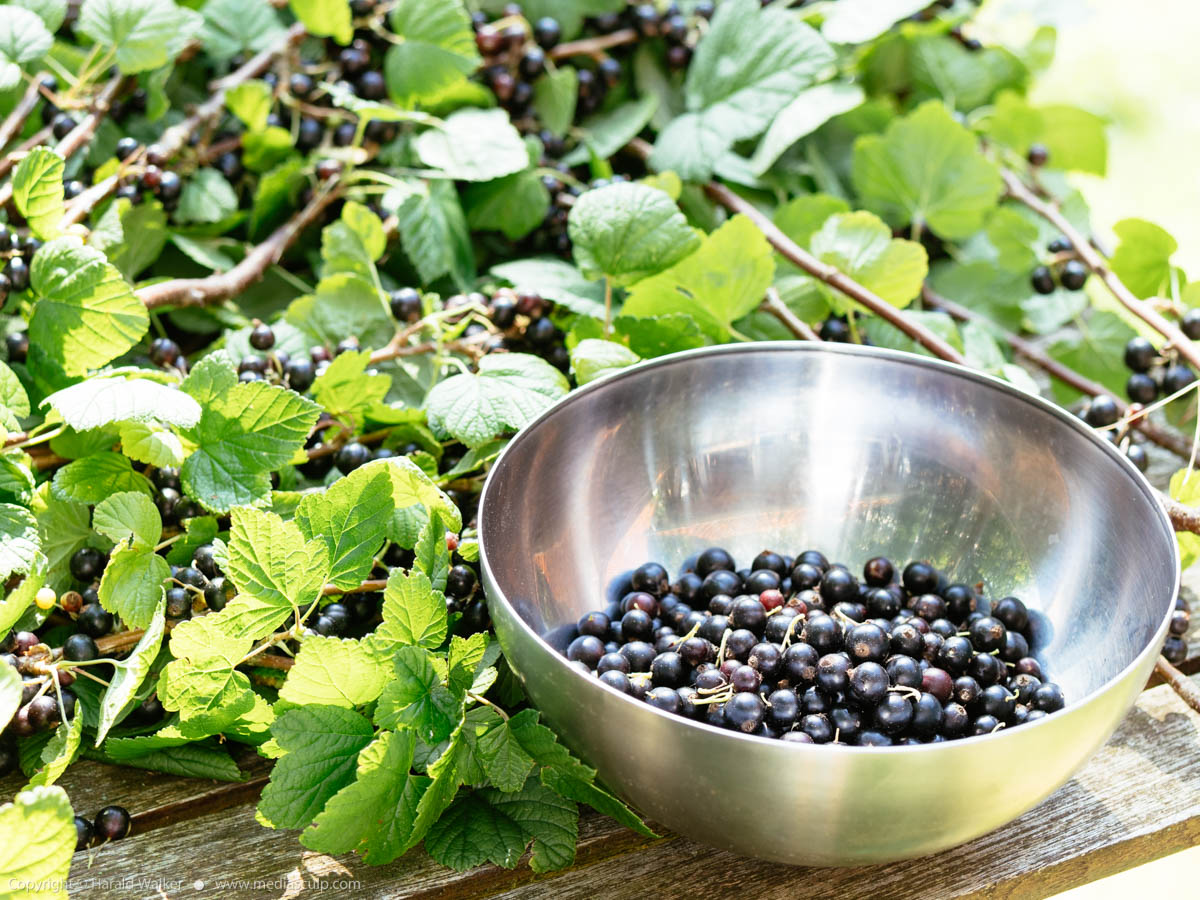 Stock photo of Blackcurrant harvest