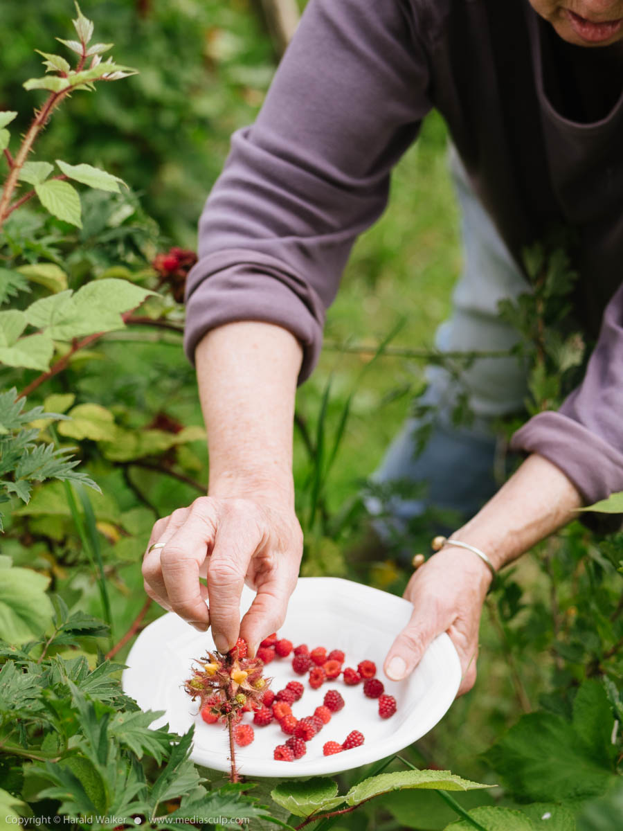Stock photo of Harvesting Japanese Wineberries