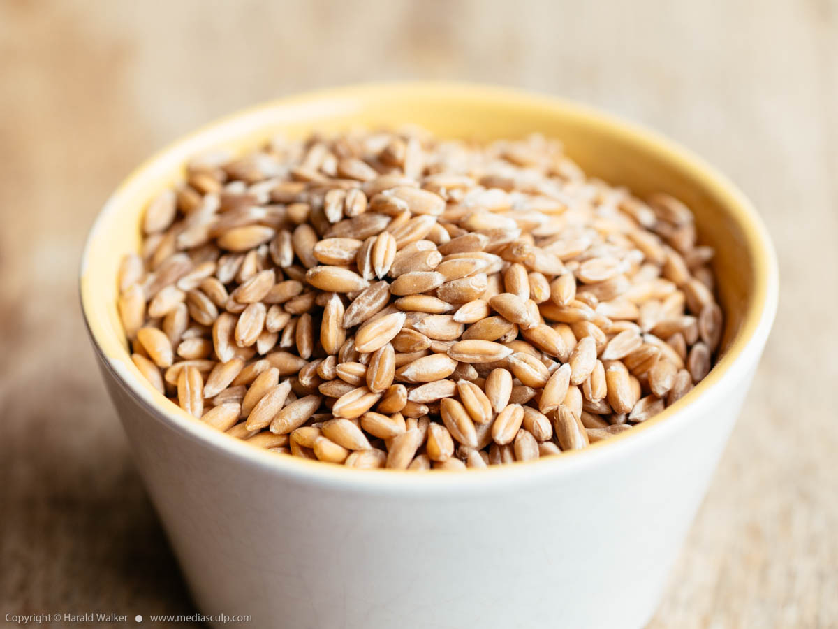 Stock photo of Spelt grains