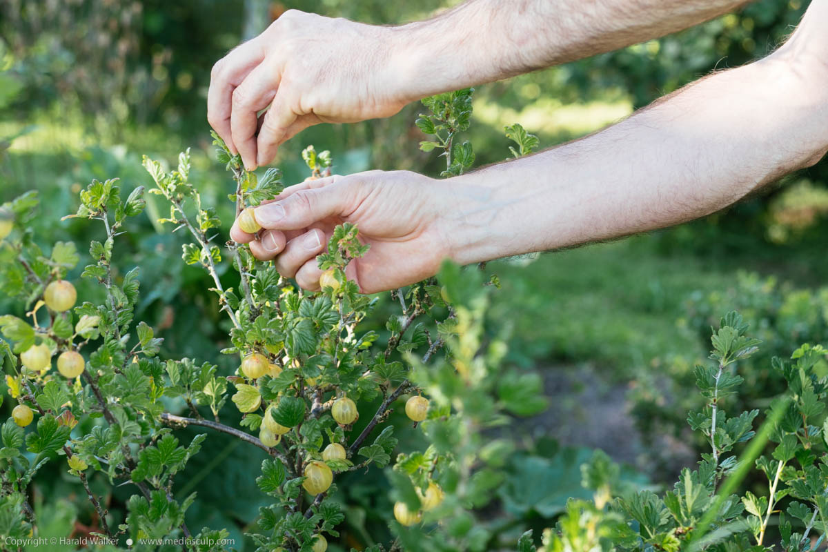 Stock photo of Harvesting gooseberries