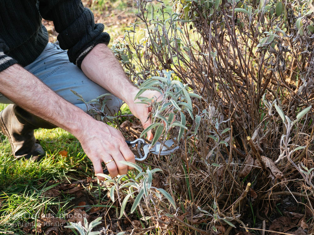 Stock photo of Pruning sage plants