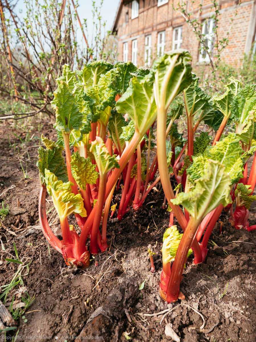 Stock photo of Forced rhubarb