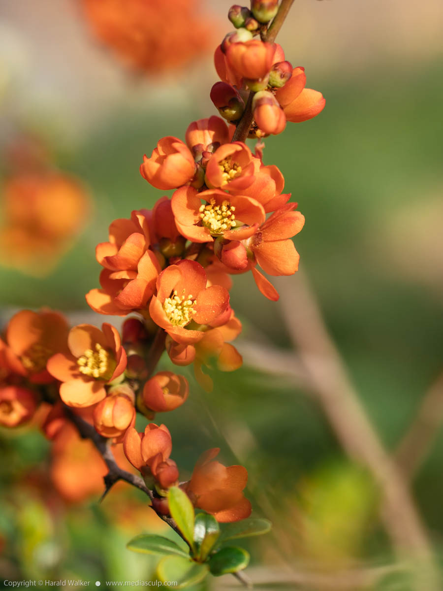 Stock photo of Japanese quince blossoms