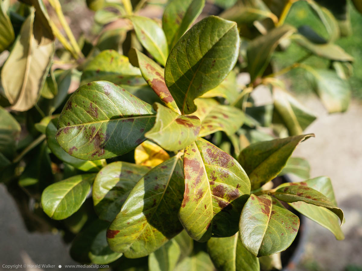 Stock photo of Cherry laurel with frost damage