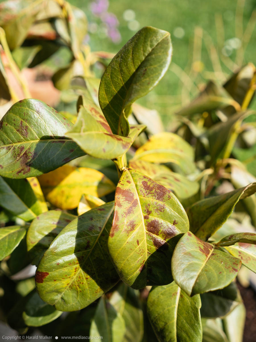 Stock photo of Cherry laurel with frost damage