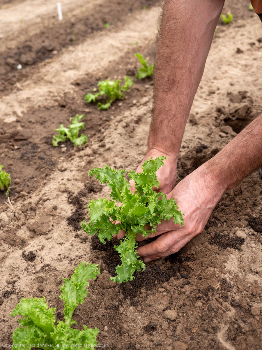 Stock photo of Planting curly endive lettuce