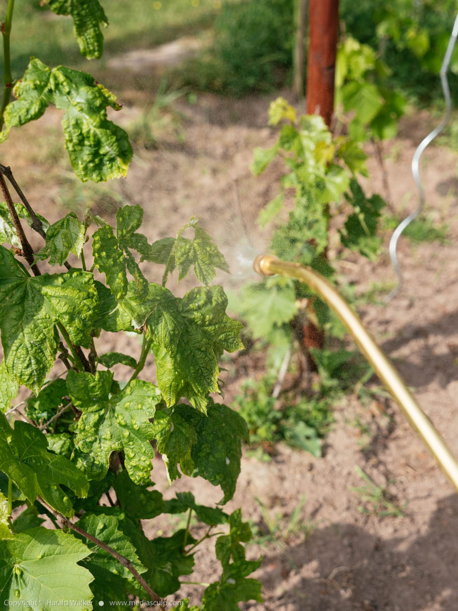 Stock photo of Spraying grapevines