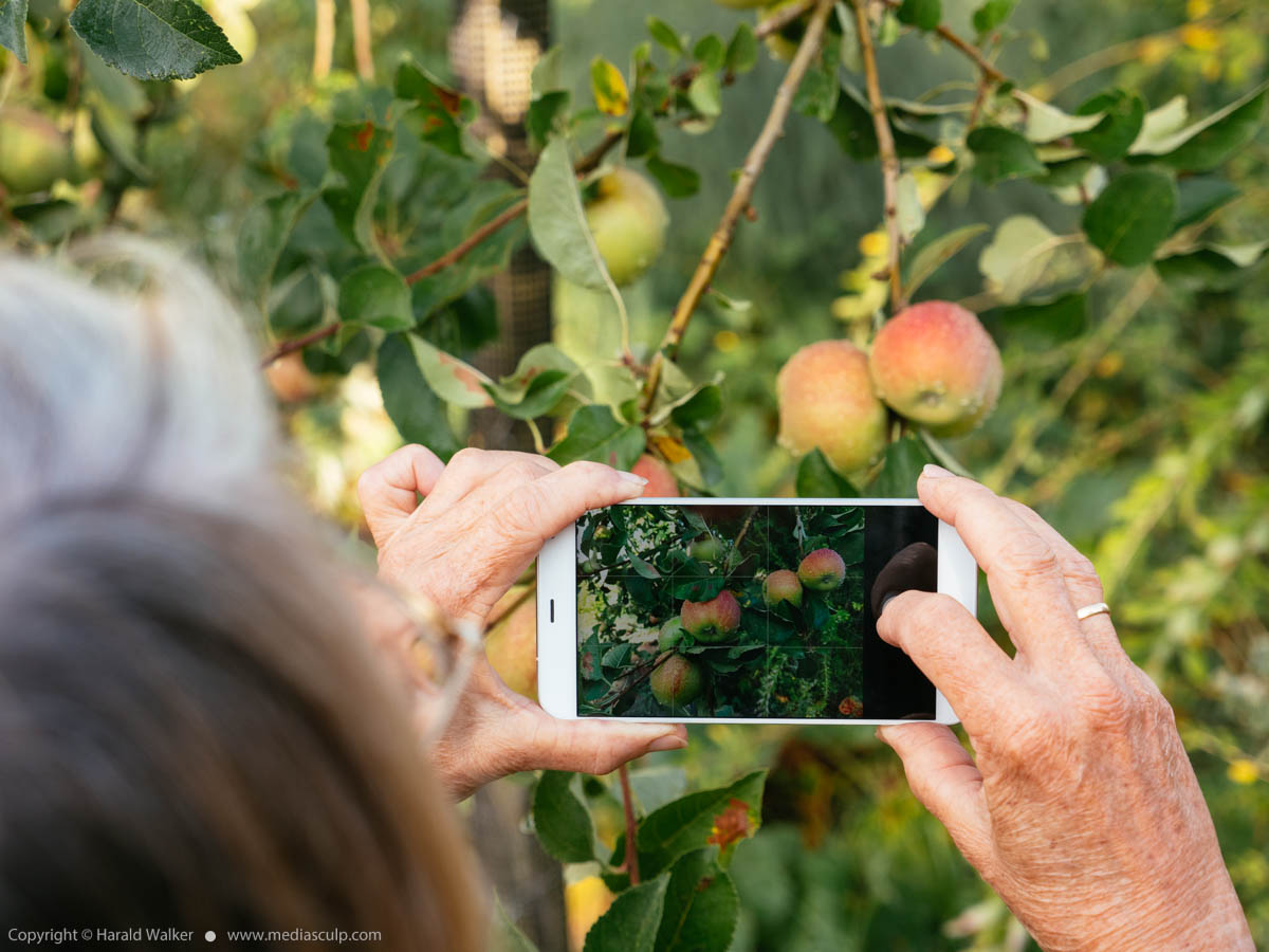Stock photo of Taking a photo of apples