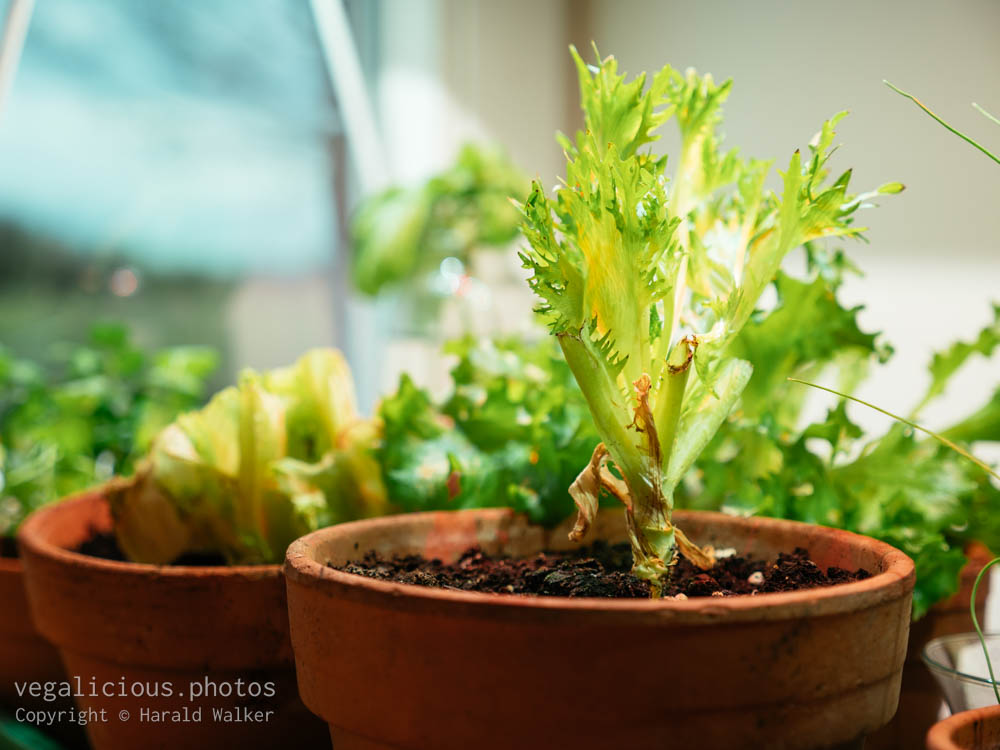 Stock photo of Lettuce from scraps
