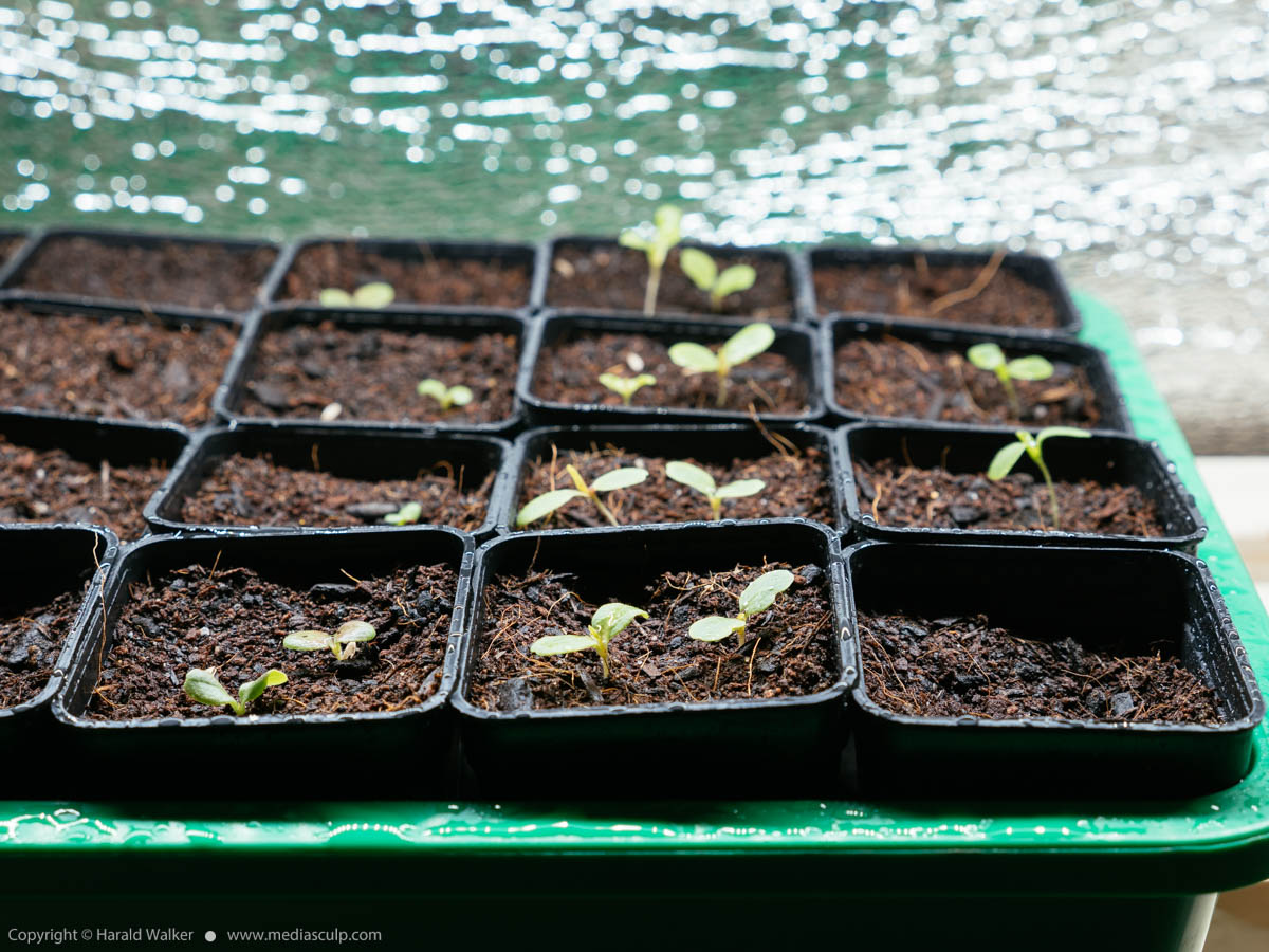 Stock photo of Lettuce seedlings