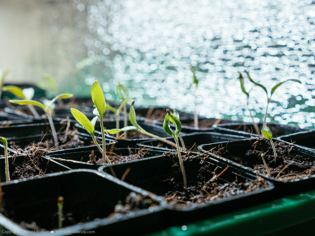 Stock photo of Tomato seedlings