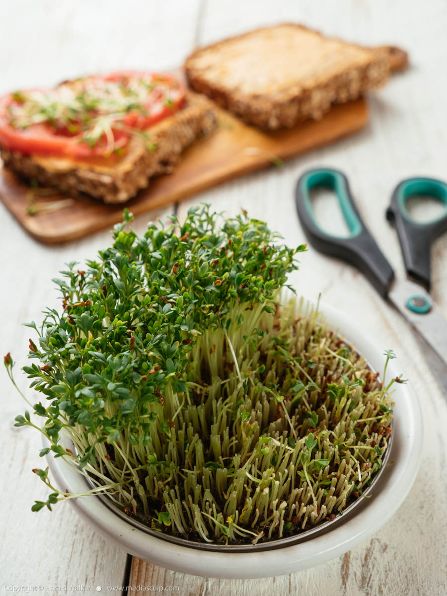 Stock photo of Sprouting dish with cress