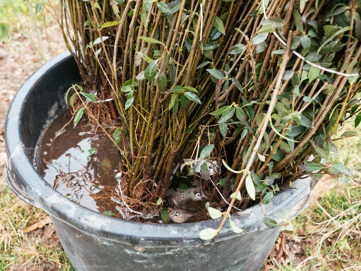Stock photo of Bare root ligustrum vulgare