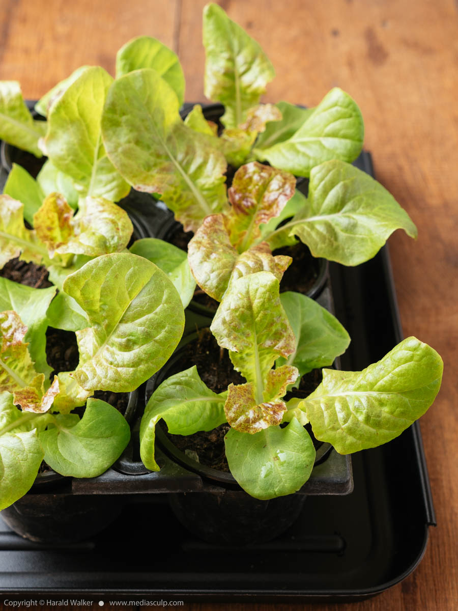 Stock photo of Leaf lettuce Seedlings