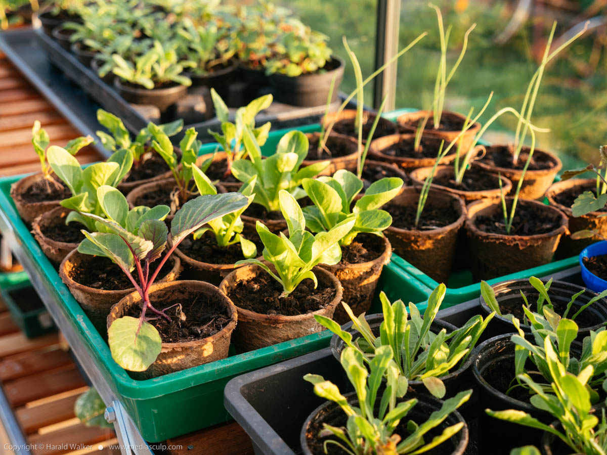 Stock photo of Seelings in greenhouse