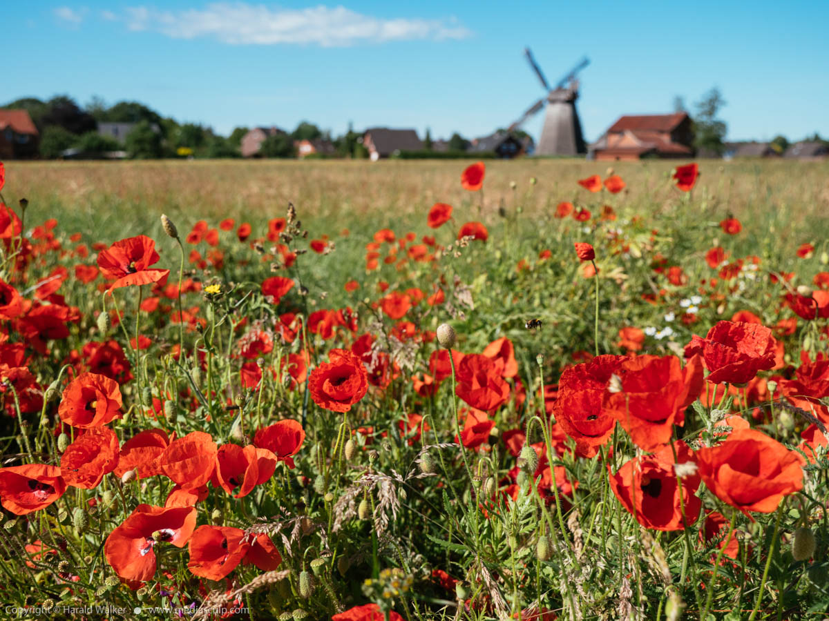 Stock photo of Red poppies