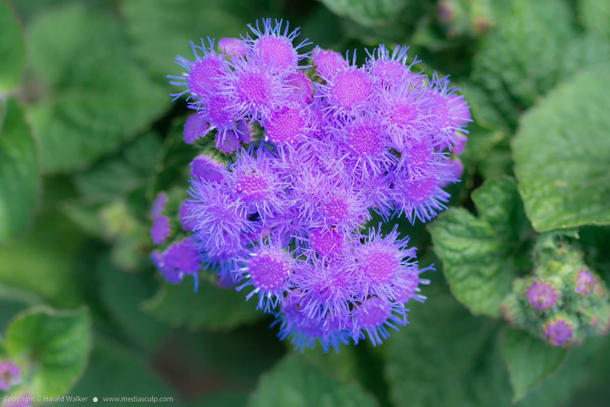 Stock photo of Bluemink flowers