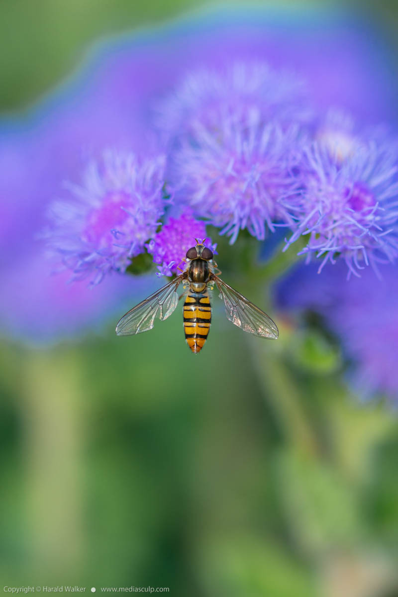 Stock photo of Bluemink with hoverfly