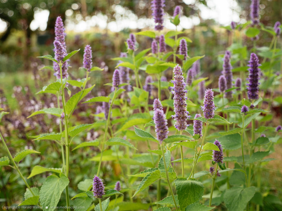Stock photo of Anise Hyssop
