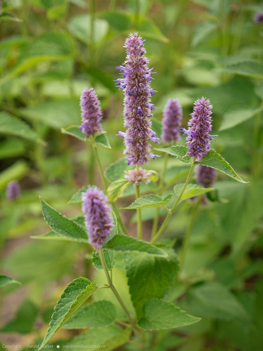 Stock photo of Anise Hyssop