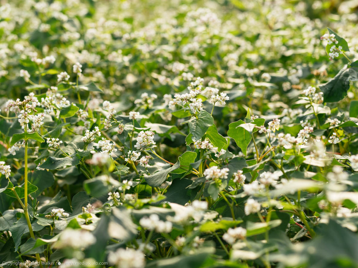 Stock photo of Blooming buckwheat
