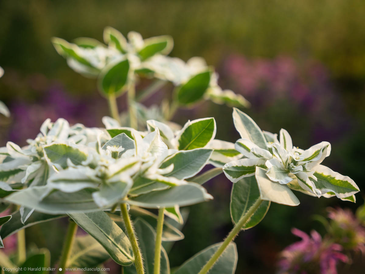 Stock photo of Euphorbia marginata
