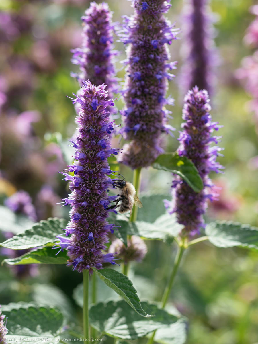 Stock photo of Anise hyssop with bumble bee