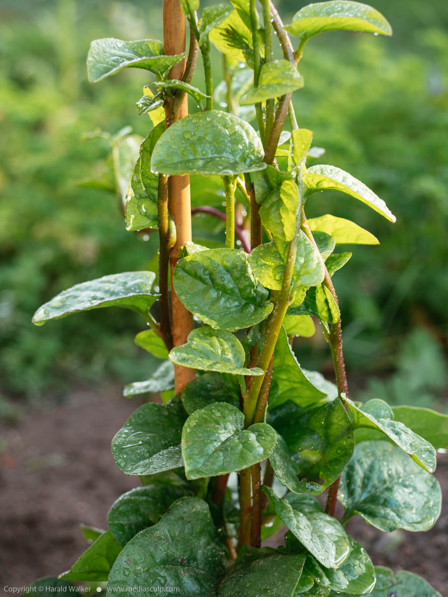 Stock photo of Malabar Spinach
