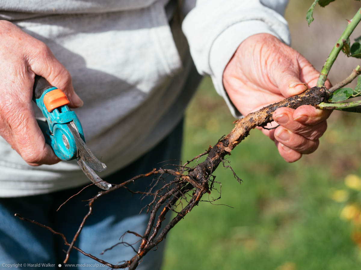 Stock photo of Pruning rose roots