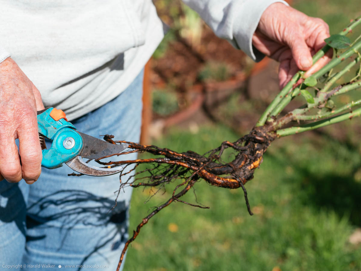 Stock photo of Pruning rose roots