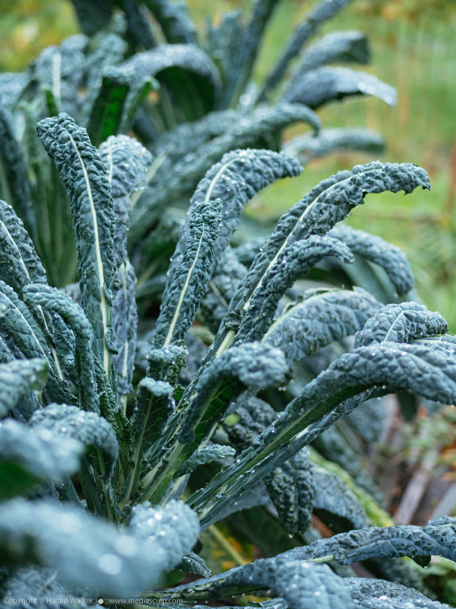 Stock photo of Kale ‘Nero di Toscana’