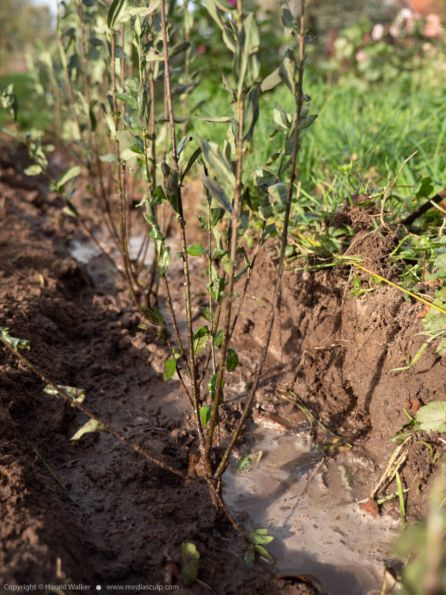 Stock photo of Planting Ligustrum vulgare