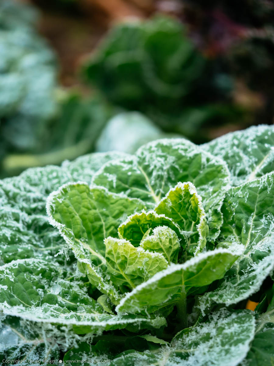 Stock photo of Brussels sprouts plant with frost